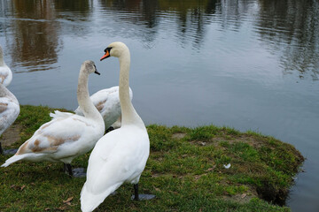 Swan family on a pond shore in the autumn cloudy day. Copy space.