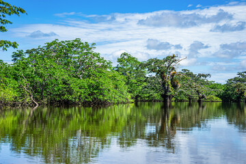 Fototapeta na wymiar Ecuador, Cuyabeno National Park in the Amazonian Aeria. Trees grow in the water of the Lake and river. 