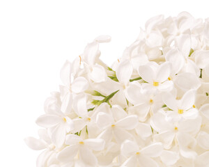 Lilac white flower
