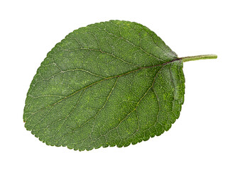 Plum leaf