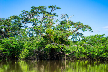 Ecuador, Cuyabeno National Park in the Amazonian Aeria. Trees grow in the water of the Lake and river.	