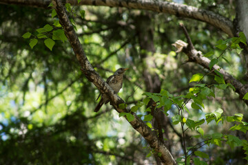 Cuckoo, bird, forest, chick, nature, animals