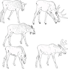 Fototapeta premium five deer outlines on white