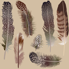 seven spotted feathers isolated on brown background