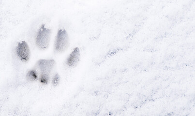 Winter cat paw print in the snow. Free space.