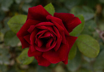 Red as a Rose 1