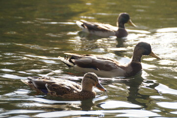 duck, water, bird