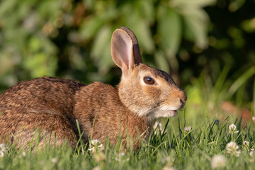 Wild Rabbit in the Grass