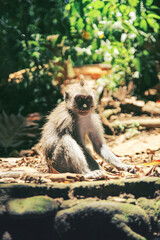 A young monkey with a cute face sits on the sun-warmed rocks