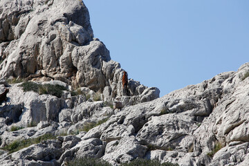 Bergziegen in den Bergen von Pollenca. Serra de Tramuntana, Balearen, Mallorca, Spanien, Eur
Mountain goats in the mountains of Pollenca. Serra de Tramuntana, Balearic Islands, Mallorca, Spain, Europe