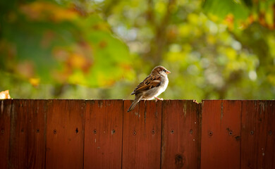 A cute sparrow bird sitting on a wooden fence in the morning sunshine with copy space - Powered by Adobe