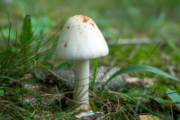 Mushroom in the Lawn
