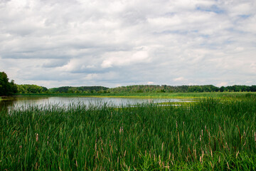 Beautiful green marsh on Lake Champlain