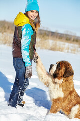 St. Bernard dog with woman playing in snow in the winter outdoors - 394772183