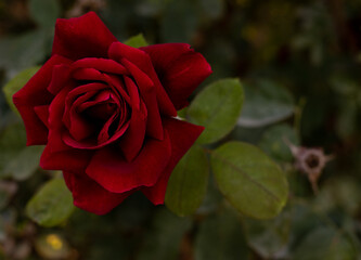 Red as a Rose 2