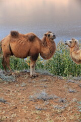 Bactrian camel pair-Sumu Barun Jaran Lake reedbeds-Badain Jaran Desert-Inner Mongolia-China-1142