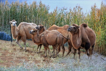 Bactrian camel group-Sumu Barun Jaran Lake reedbeds-Badain Jaran Desert-Inner Mongolia-China-1143