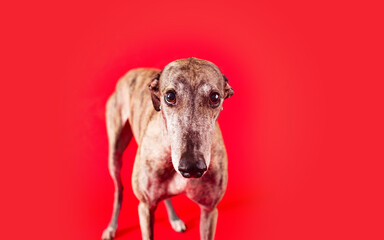 Greyhound dog isolated on colored background