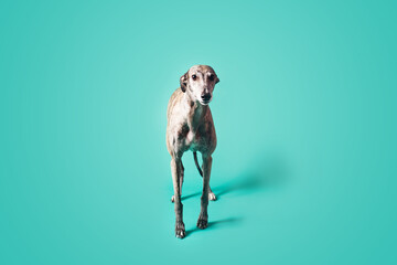Greyhound dog isolated on colored background