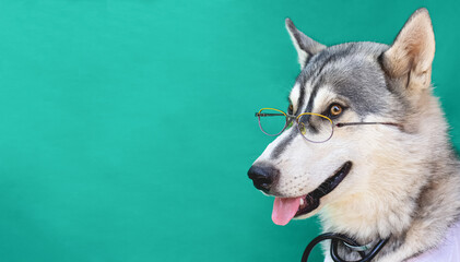 A funny husky in glasses doctor on a green background with copy space