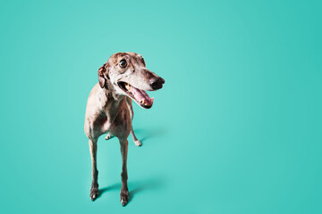 Greyhound dog isolated on colored background
