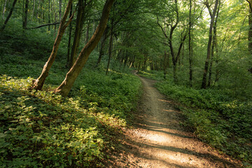 Dusk Summer pathway in the forest with sunrays