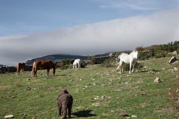 Naklejka premium Horses in the fields of Los Molinos