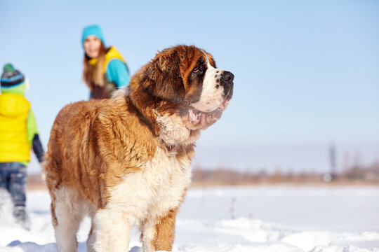 St. Bernard Dog Playing In Snow In The Winter