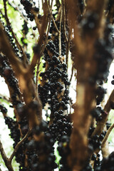Jabuticaba