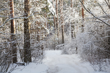 snow covered trees in the forest