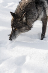 Fototapeta premium Black Phase Grey Wolf (Canis lupus) Close Up Head to Snow Winter