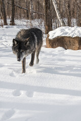 Black Phase Grey Wolf (Canis lupus) Stalks Forward From Rock Winter