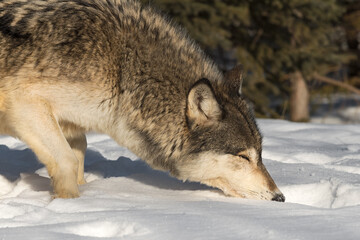 Grey Wolf (Canis lupus) Nose to Snow Winter