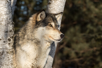 Grey Wolf (Canis lupus) Alert Profile Right Winter