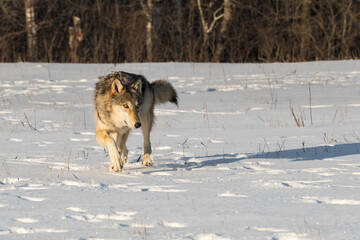 Grey Wolf (Canis lupus) Turns Right in Snow Field Paw Up Winter