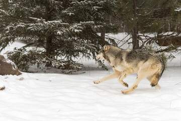 Fototapeta na wymiar Grey Wolf (Canis lupus) Runs Left to White-Tail Deer Carcass Winter
