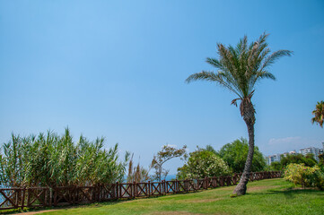 Obraz premium Tropical palm trees in Antalya, Turkey.