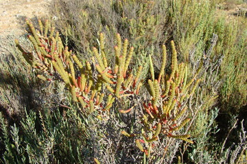 Glaucous Glasswort (Arthrocnemum macrostachyum)