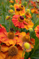 Background from gelenium flowers with bumblebee. Botanical floral wallpaper.
