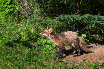 Red Fox (Vulpes vulpes) Looks Up and to Left Summer