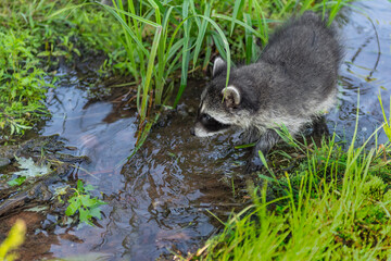 Raccoon (Procyon lotor) Walks Along in Small Stream of Water Summer