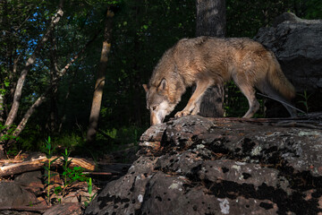 Grey Wolf (Canis lupus) Walks Atop Rock at Forest Edge Summer