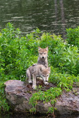 Naklejka na ściany i meble Grey Wolf (Canis lupus) Pups One With Paw on Others Back on Island Rock Summer