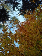 autumn in the forest