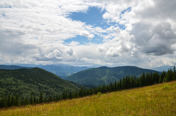 Obraz premium Rolling hills with Yellow meadows near the spruce forest against Chornohora mountain range under cloudy sky. Carpathians, Ukraine