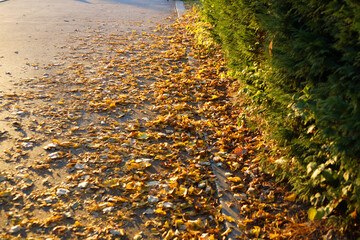 path in the park, strewn with autumn yellow leaves and lit by the setting sun