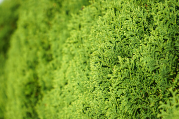 thuja of rich green color close-up as a background