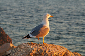 seagull sits on a stone against a background of water