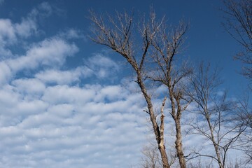 Trees with bare branches against a blue sky, in autumn. Salzburg, Austria, Europe.