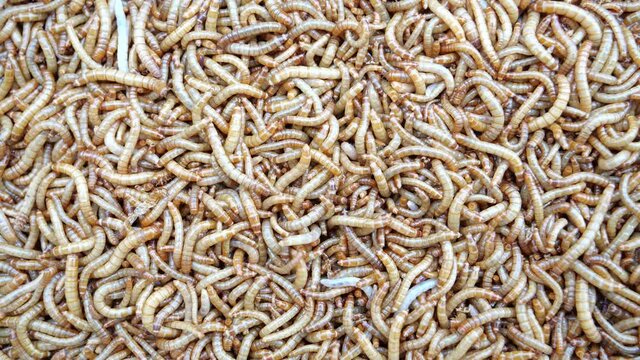 Top view fodder worms for exotic animals, 
A scatter of mealworm larvae,
used for feeding birds, reptiles or fish, Filming,Stages of the meal worm the life cycle of a mealworm,Many larvae crawling .